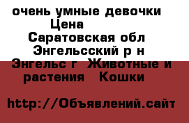 очень умные девочки › Цена ­ 1 500 - Саратовская обл., Энгельсский р-н, Энгельс г. Животные и растения » Кошки   